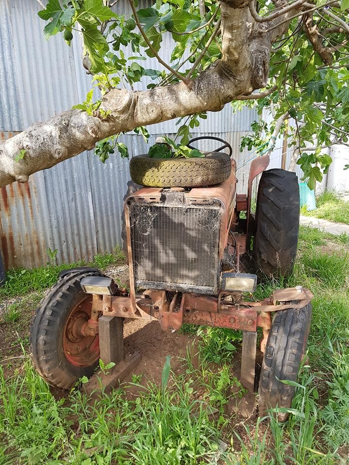 An old weathered tractor parked under a fig tree beside the corrugated iron wall of the shed.