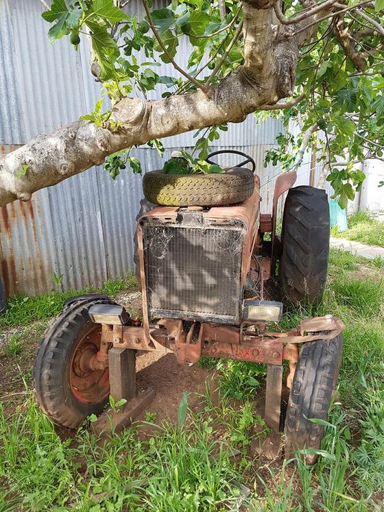 An old weathered tractor parked under a fig tree beside the shed.