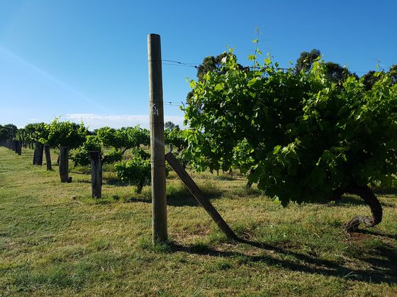 Close-up of green grapevine leaves and young bunches lit by afternoon sun, with rows of vines behind.