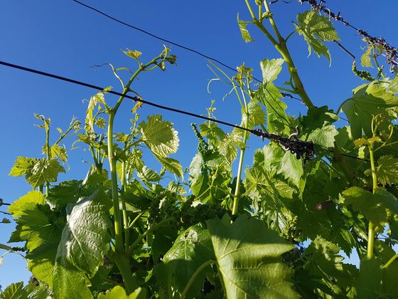 A young grapevine trained up a wire trellis, with numbered posts marking the rows.